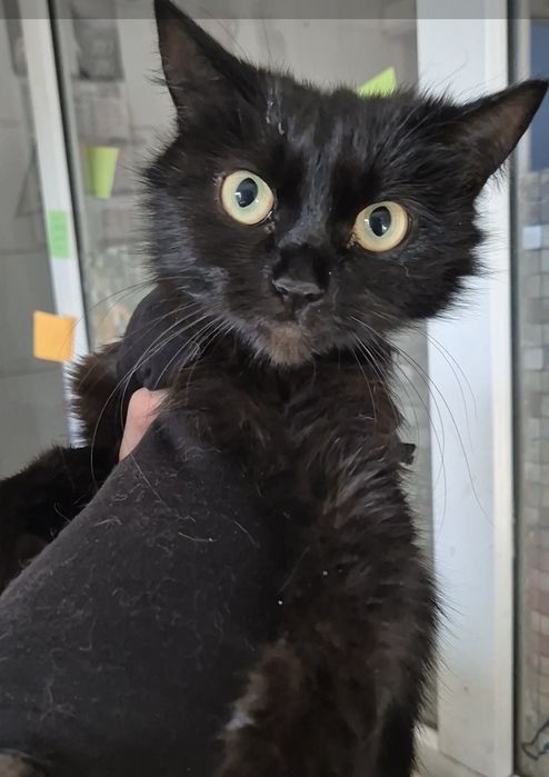 Тарзанка ищет заботливые ручки!