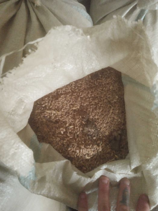 Продам Пшеницу,зерно