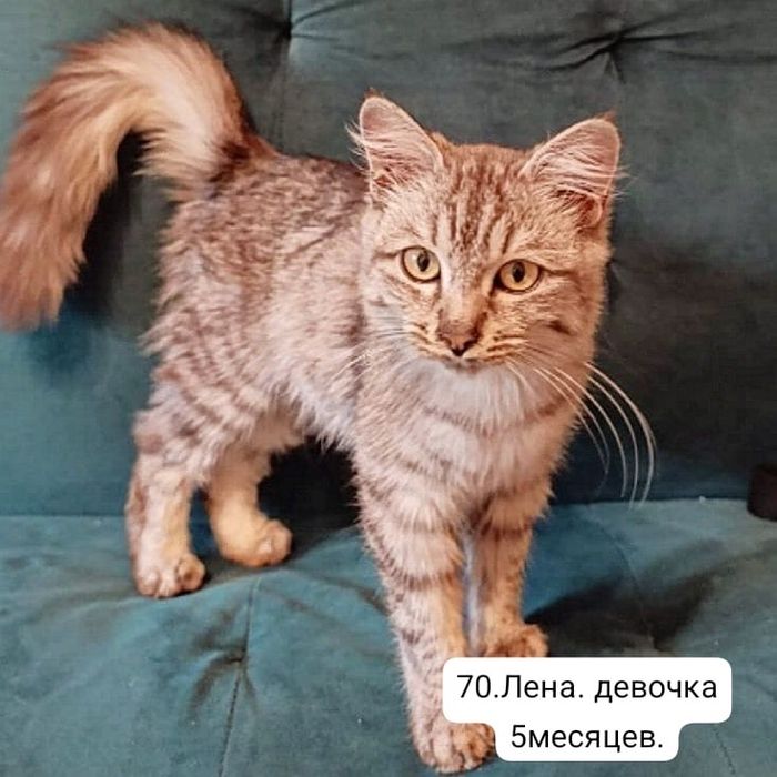 Отдам в добрые руки котят и кошек.