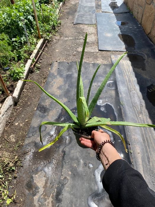 Розебудная Герань и Алоэ Вера