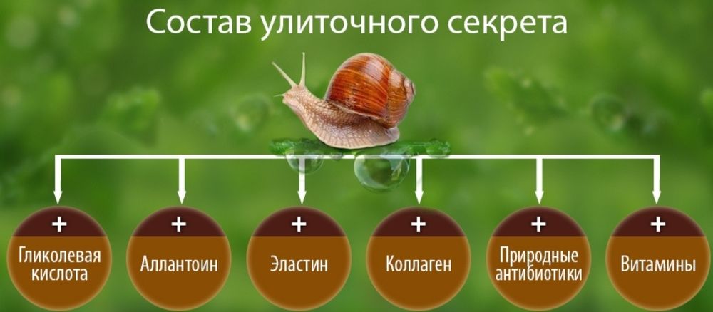 Улитка виноградная