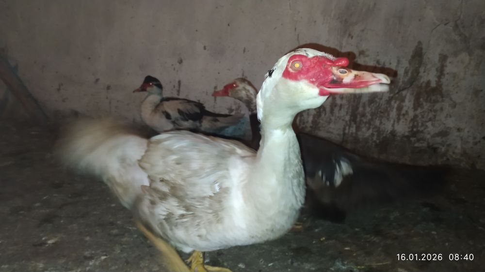 Продам уток домашних