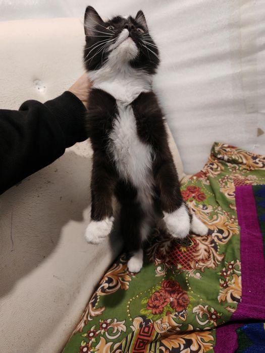 Кошка, кошка, кошка