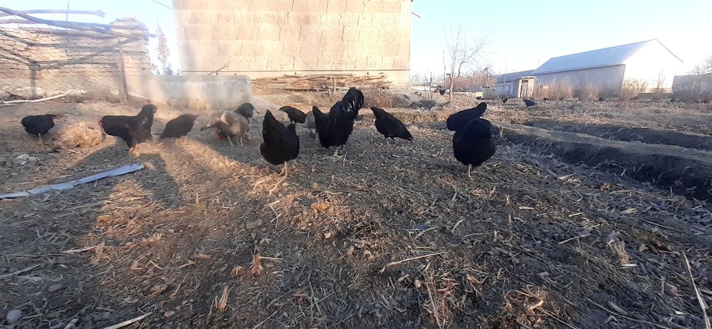 Гегант кора шахзода товук тухумлари сотилади 15000