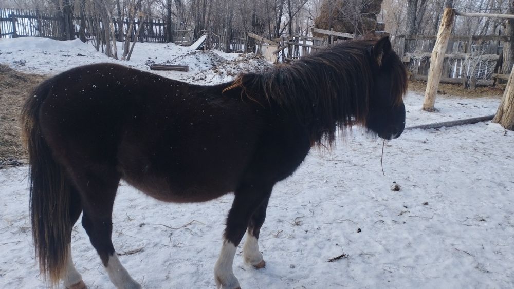 Продаются козы и тай