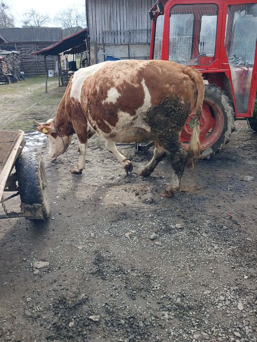 Vând vaca gestantă