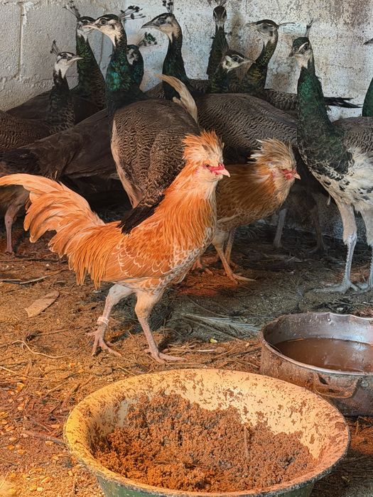 Красивые петушки павловские и падуаны куры