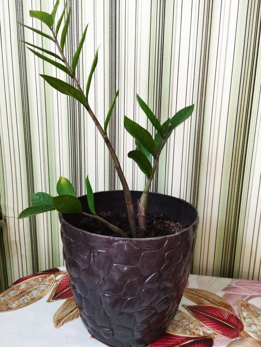 Продам замиокулькас