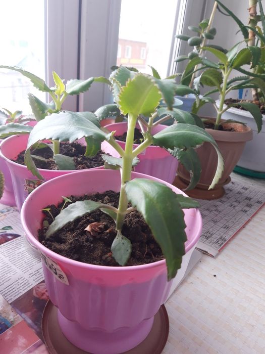 Каланхоэ лечебный