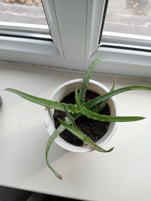 Продам Алой домашний.