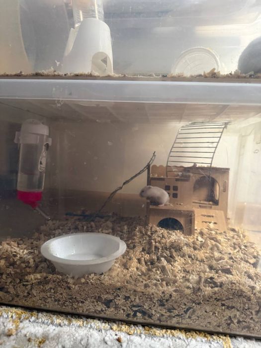 хомяк джунгарский