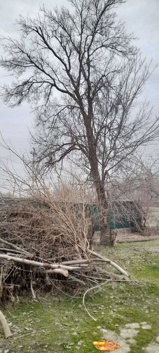 Продам деревья на дрова. Многолетние, стволы толстые.