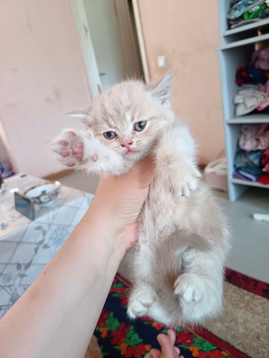 Mushuk bolachalari srochna sotiladi