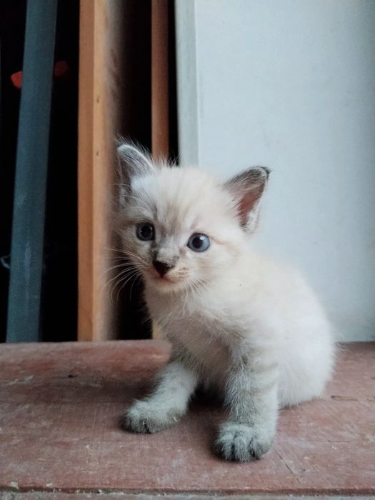 Сиямский котик/ Simay mushugi