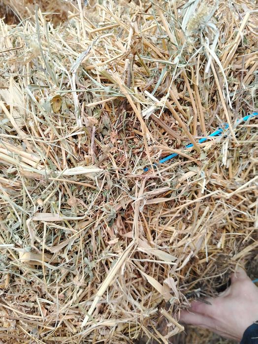 Vind lucerna baloti dreptunghiulari