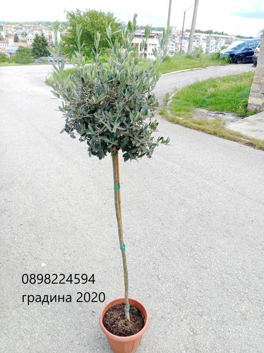 Маслина- налични 2 сорта