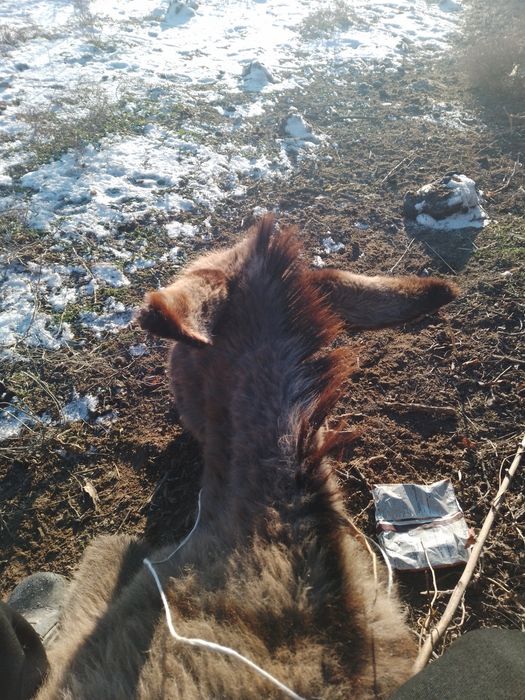 Продам осёль 1 лет