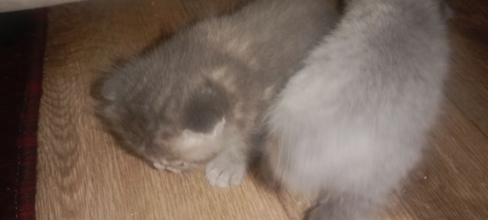 Котята вислоухие, девочки