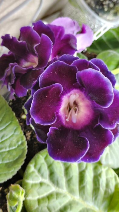 Глоксиния комнатное растение