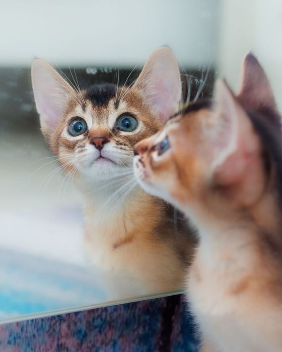 Абиссинские котята