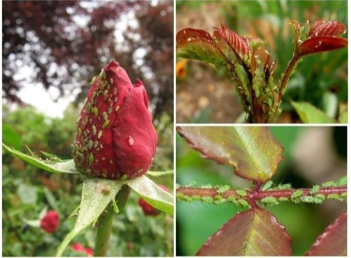 Дезинфекция домов, квартир.