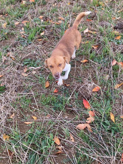 Ofer spre adopție cățel de talie mică vârsta de 2ani