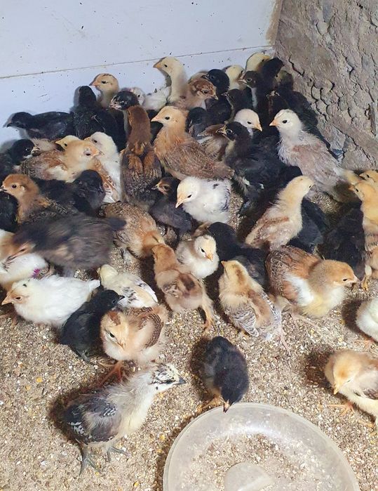 Жужалар ва тухумлар сотилади пародистий домашние jujalar