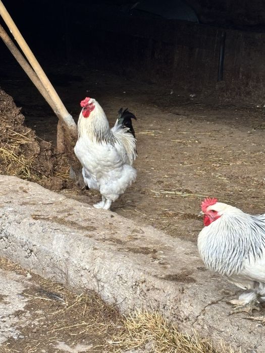 Куры срочно продам