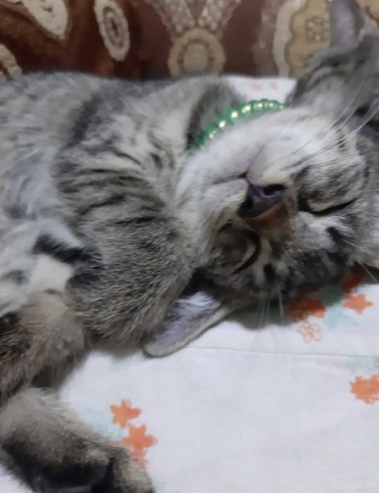 озода, эмланган Мош мушукчалар