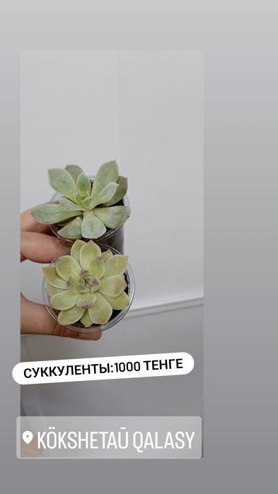Комнатные цветы по 1000 тенге