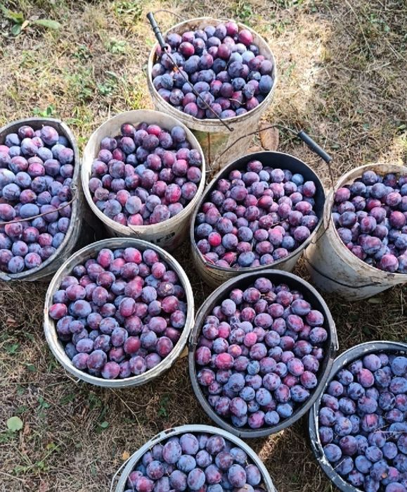 Prune pentru țuică