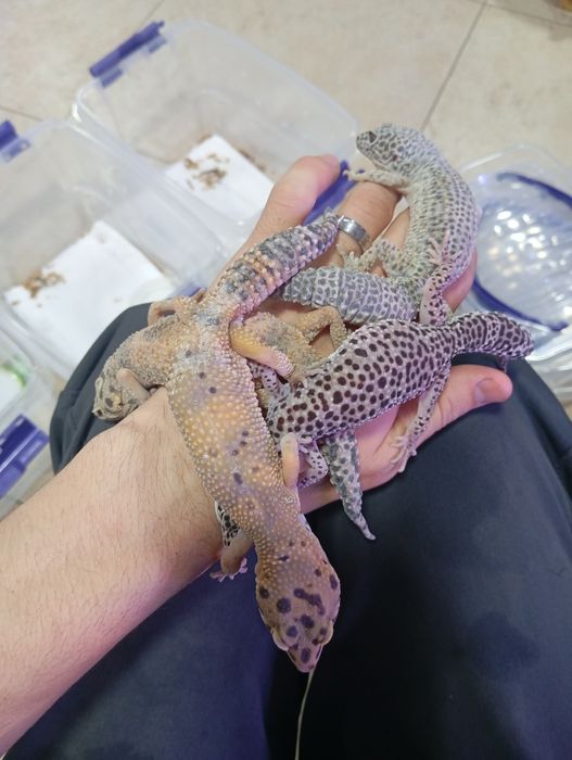 Геккон 4 хил расцветкада