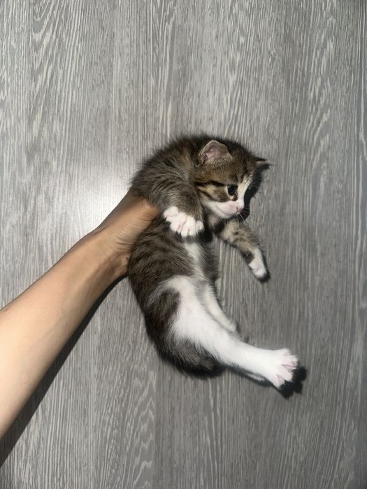 Красивые котята в добрые руки