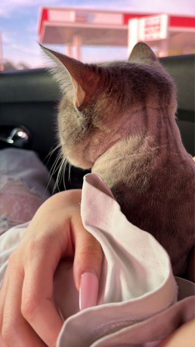 отдам кота в хорошие руки