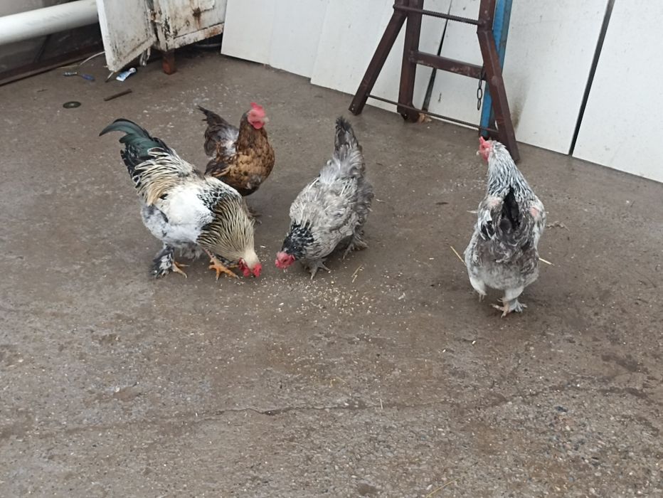 Куры ..тауктар коразымен