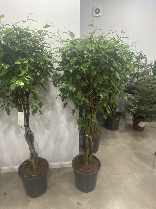 Фикус Бенджамина