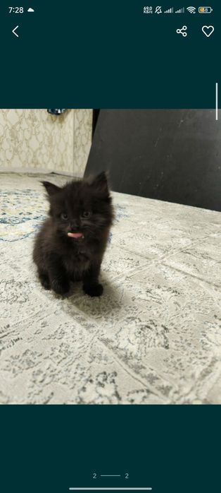 Котенок девочкаа