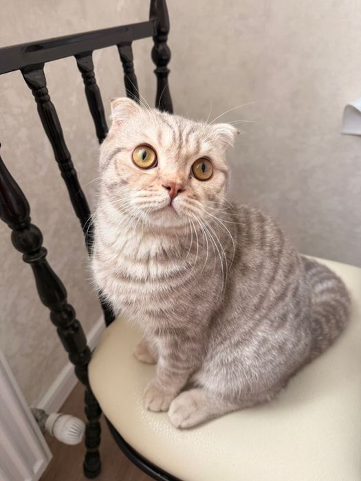 Продаем шотландского вислоухого (торг)