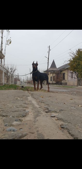 Dabirman bolalariga OLDINDAN ZAKAZ OLAMIZ
