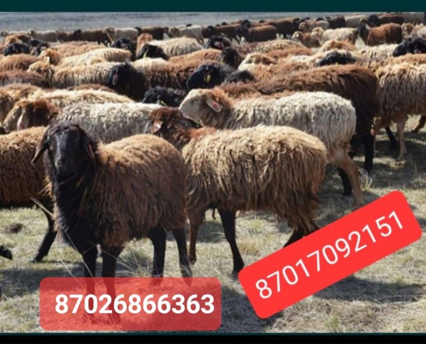 Қойлар семіз сатылады