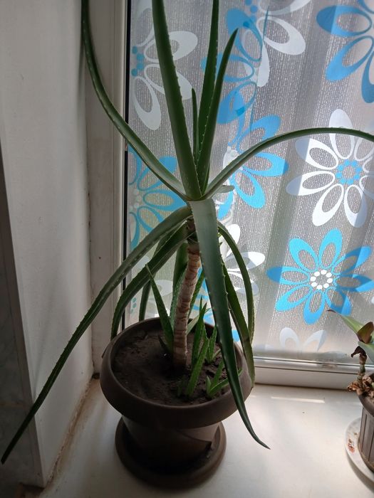 Продам алоэ многолетнее
