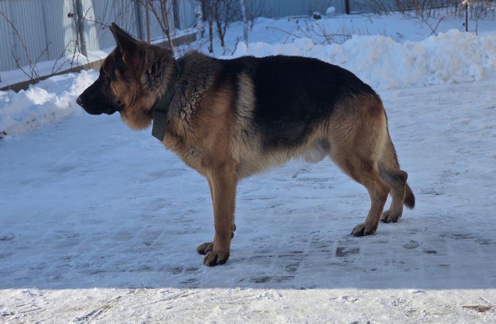 Вязка немецкой овчарки