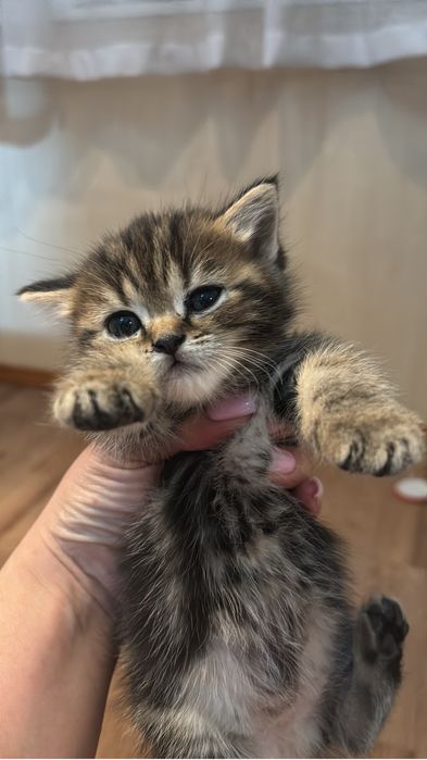 Продам котят пародистых