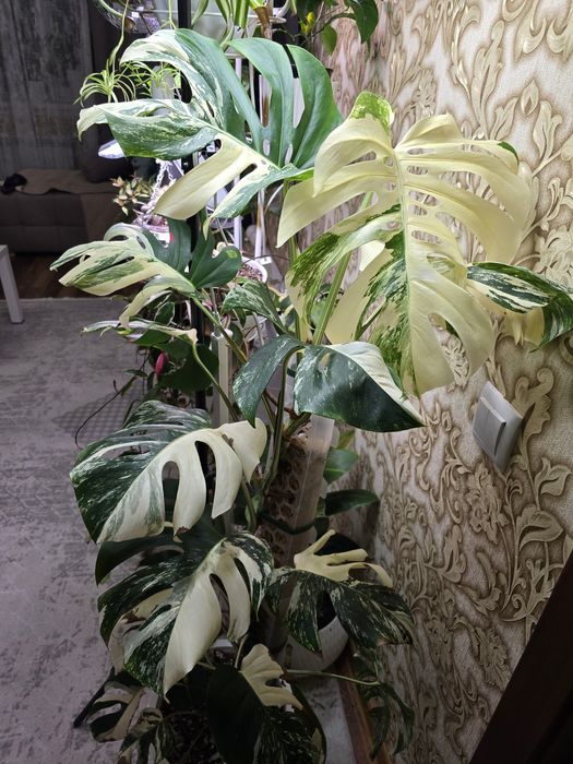 Продам монстеру Альба