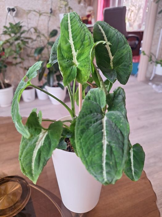 Сингониумы разные продам