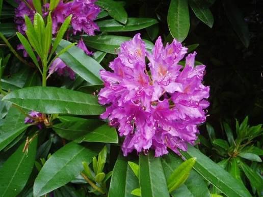 Rhododendron (Trandafir de Munte )