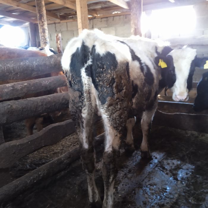 Продам бычка голштин