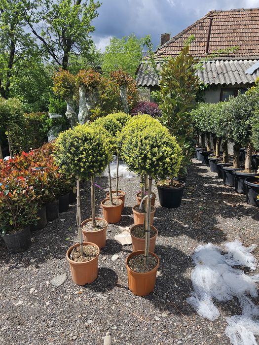 Leylandi bonzai catalpa spirale ponpon magnolie