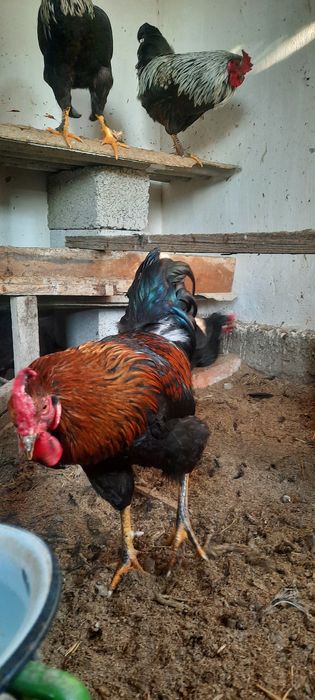 Rangli xorozlar tabiy ochirilgan incubator emas