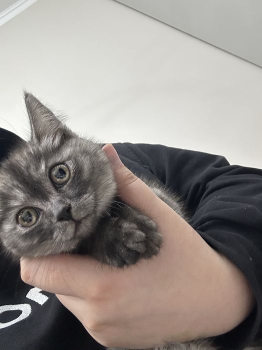 Отдам котенка бесплатно